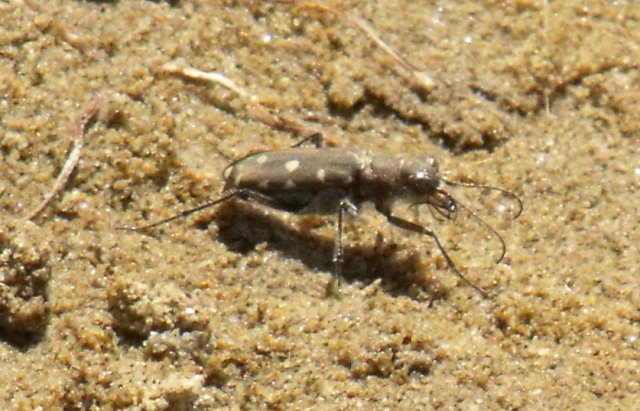 Cicindela di spiaggia da id: Calomera littoralis nemoralis
